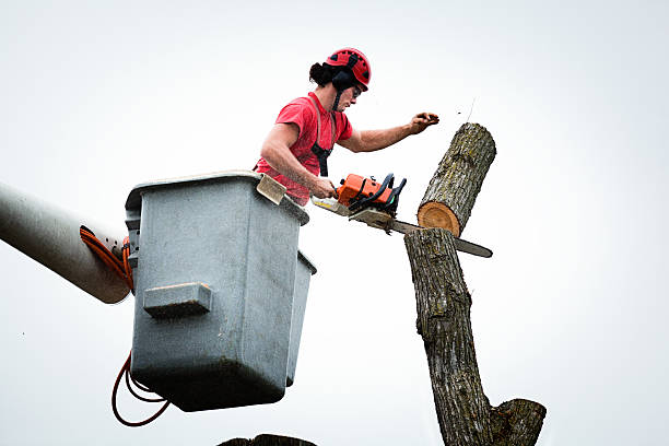 Seasonal Cleanup (Spring/Fall) in Collings Lakes, NJ